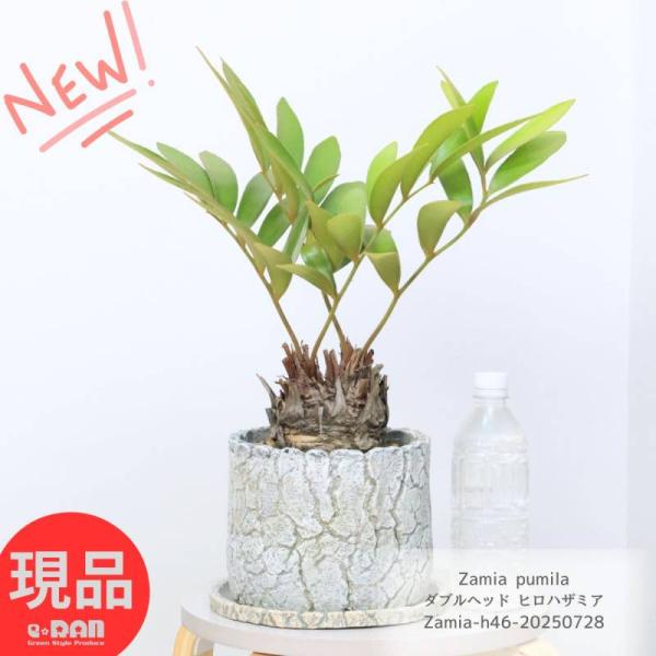 選べる現品発送】ダブルヘッド有り ソテツ ヒロハザミア 高さ30