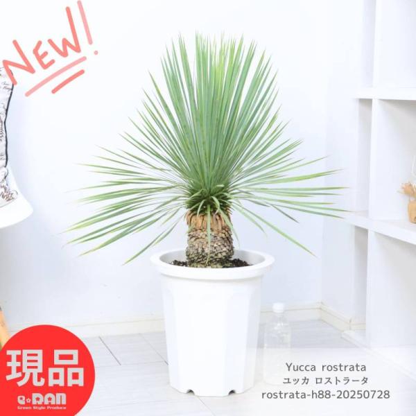 庭木 ユッカ ロストラータ 10号鉢 高さ約88cm 観葉植物 大型