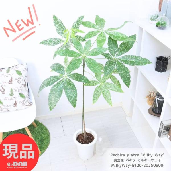 パキラミルキーウェイ 実生 観葉植物 パキラ：ミルキーウェイ（実生株） 3.5号ポット の通販 | 園芸ネット