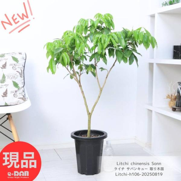 熱帯果樹 ライチ サバンキュー 取り木苗 鉢植え 8号鉢 高さ約106cm前後