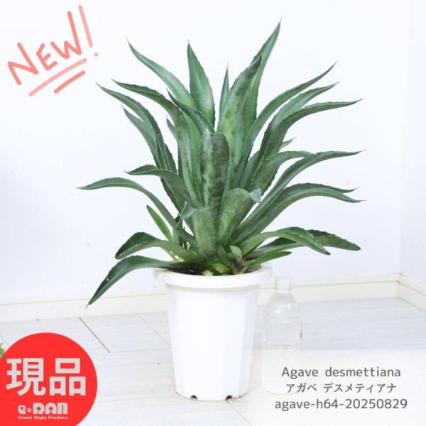 多肉植物アガベ デスメティアーナ7号鉢の魅力と育て方