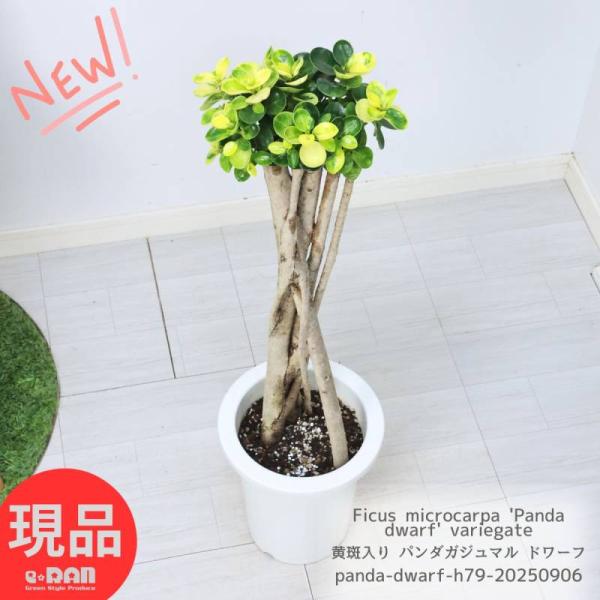超希少種 黄斑入り パンダガジュマル ドワーフ 高さ約79cm 7号鉢