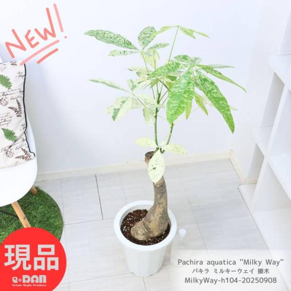 観葉植物 斑入り パキラ ミルキーウェイ 接木 8号鉢 高さ約104cm 管理
