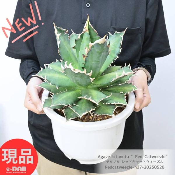 アガベ チタノタ レッドキャットウィーズルの魅力と育て方ガイド