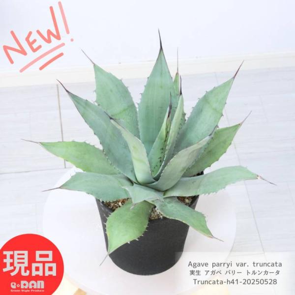 希少な実生アガベ パリー トルンカータの魅力と育て方