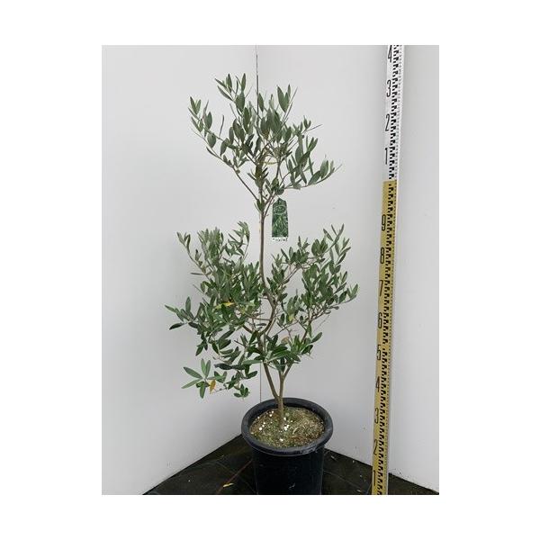 ミッション15番 Sabeelmedia In