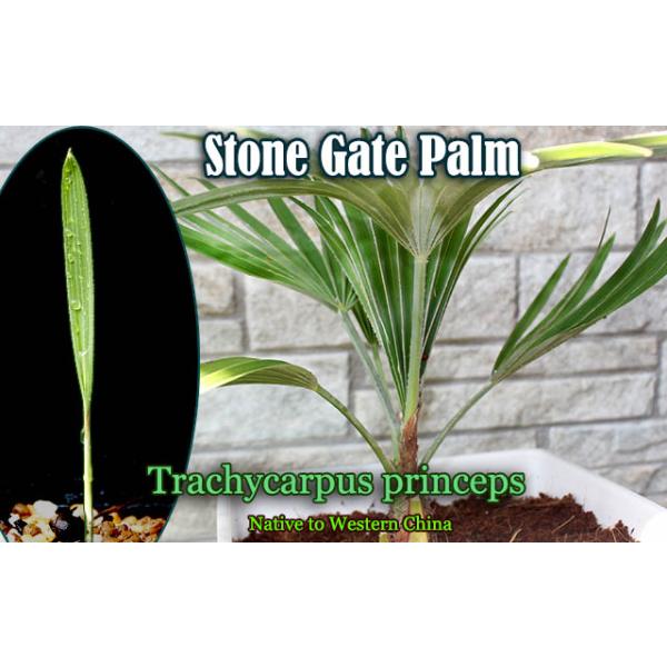 [耐寒性ヤシ]ストーンゲートパーム幼苗(Trachycarpus princeps)[シルバーホワイトリーフ]