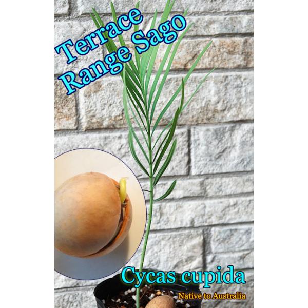 Cycas cupida(サイカス・クピダ)発根種子[ソテツ種子] : shopooo