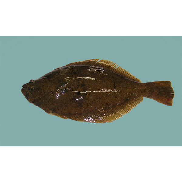 ひらめ ヒラメ 平目 鮃約400g養殖三重県産 Katugyo 002 伊東活魚yahoo 店 通販 Yahoo ショッピング