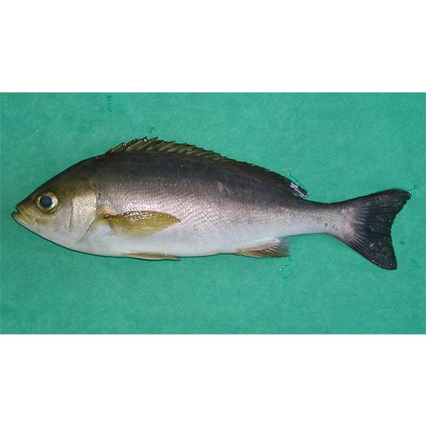 イサキ いさき 伊佐木約400g養殖三重県産 Katugyo 006 伊東活魚yahoo 店 通販 Yahoo ショッピング