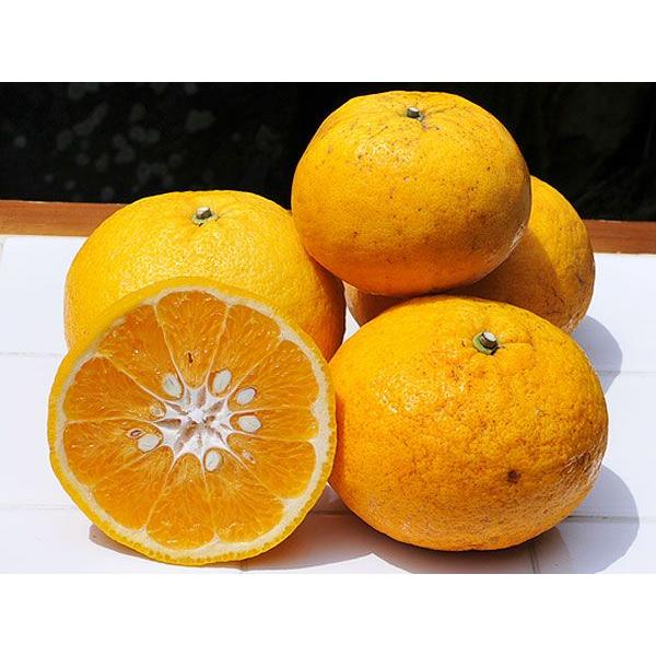 夏みかん 夏ミカン 訳あり 5kg 和歌山産 旬 みかん なつみかん 自宅用 送料無料 箱詰め 箱買い 防腐剤 不使用 北海道 沖縄 送料 770円 318 3 伊藤農園 ジュースと果実 Yahoo 店 通販 Yahoo ショッピング