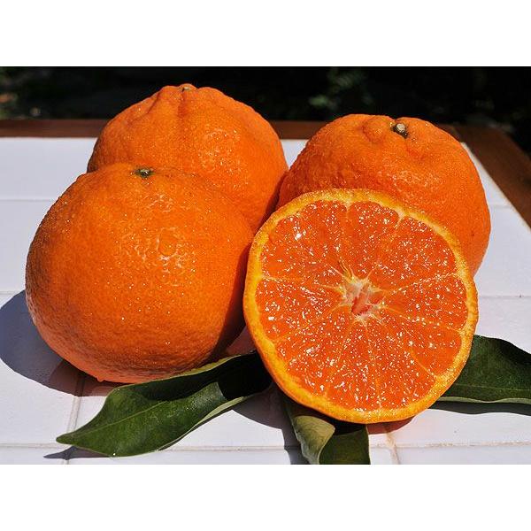 南津海 なつみ 5kg 和歌山みかん ナツミ 美品 贈答用 旬 みかん 送料無料 箱買いギフト 北海道 沖縄 送料 770円 327 1 伊藤農園 ジュースと果実 Yahoo 店 通販 Yahoo ショッピング