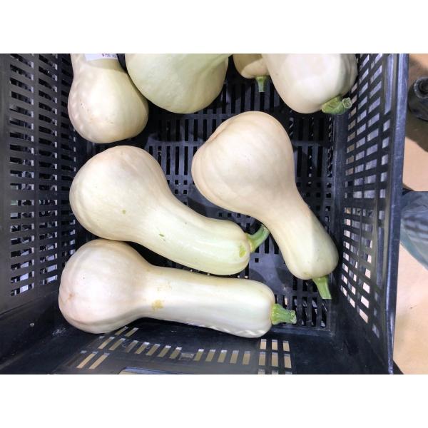 かぼちゃ 1個の人気商品 通販 価格比較 価格 Com