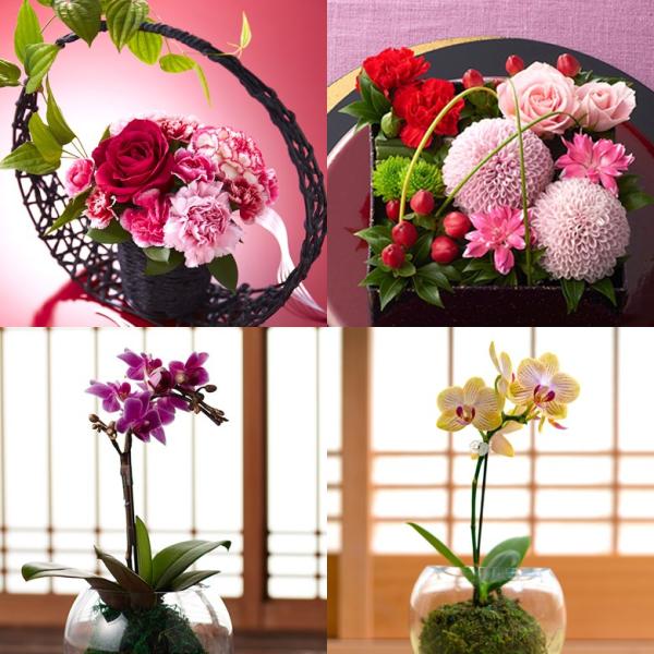 itohkyuemon_k-flower-kasutera