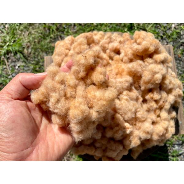 実綿（和綿茶）種付き綿350g（栽培期間中農薬・化学肥料不使用）・2024秋冬収穫