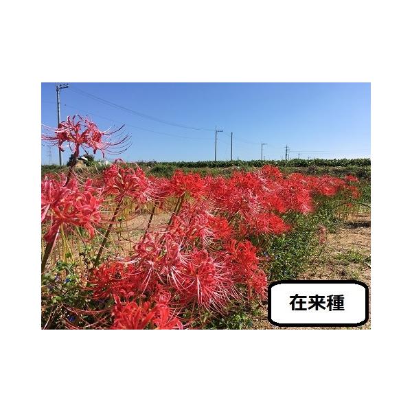 本物の日本伝統品種です 彼岸花 曼珠沙華 の球根 ２０球 栽培説明書付き Buyee Buyee 提供一站式最全面最专业现地yahoo Japan拍卖代bid代拍代购服务