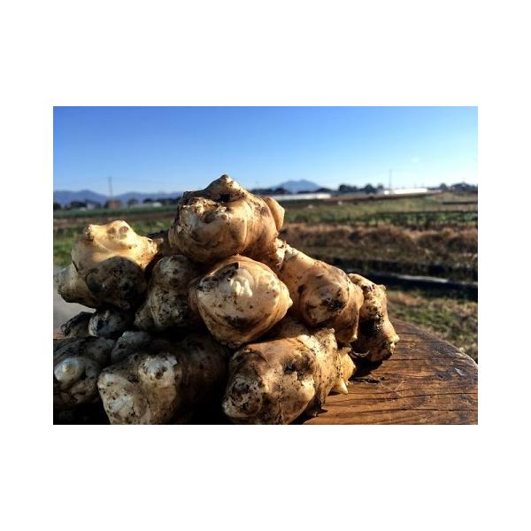 [Release date: December 20, 2025]※掘り出し準備ができ次第、フレッシュなまま発送します（配達日のご指定、お取り置きは承ることができません。曜日、時間帯のご希望は可です。）---★菊芋２０個＋おまけ少々で目安1...