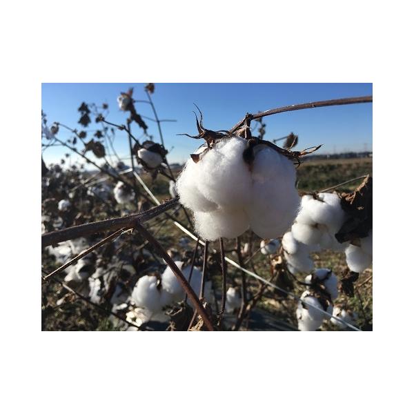 ※2025秋冬採種したて（2026春蒔き用）の新物の種です。※郵便配達に日数を要しますので、種まきまでの日数に１週間程度余裕をもってご注文ください。発送は最速を尽くしますが、土日祝日は郵便が休配になります。---ふわふわ〜っ！と弾ける綿の実...