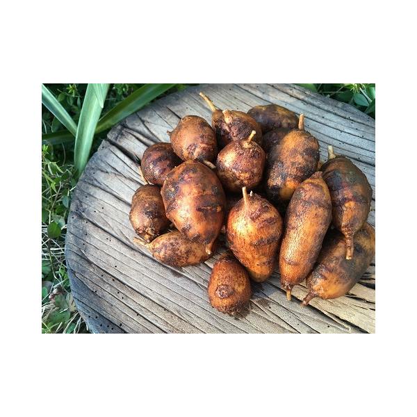 [Release date: December 22, 2025]※12月中旬以降、掘り出し準備ができ次第の発送です。（配達日のご指定、お取り置きは承ることができません。曜日、時間帯のご希望は可です。）着後すぐに植付して春の芽吹きを待つか、...