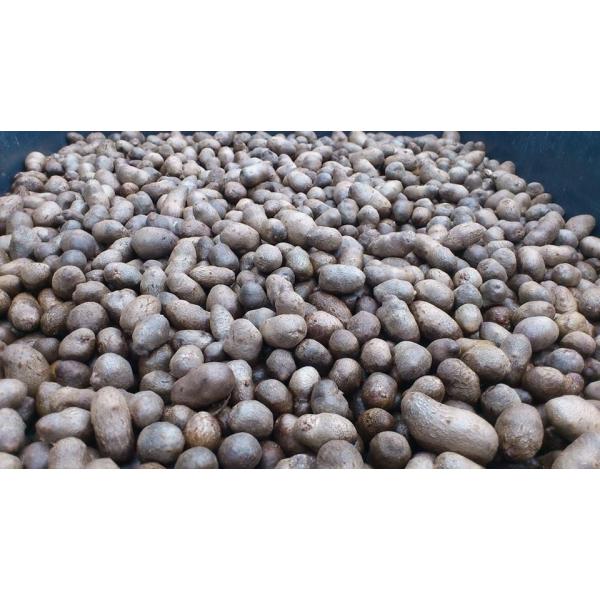 [Release date: March 20, 2026]★むかごは自然薯のつるに付く芽（種）です。蒔いてじっくり芋を育てても、そのまま食べても美味しく楽しめます。つる性植物なのでグリーンカーテンにもお役立ち。★３００ｇで約２５０〜３００...