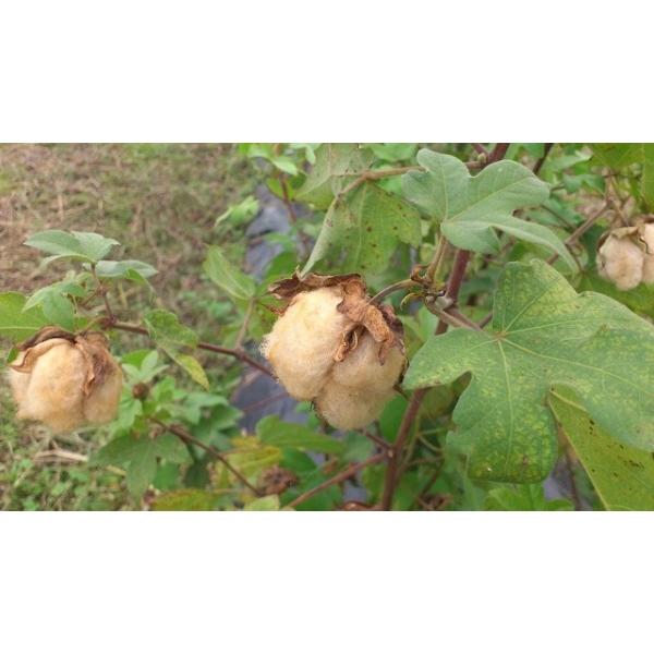 綿の種「茶綿」（大口用２００粒）栽培期間中農薬化学肥料不使用・栽培説明書付き・2025秋冬採種したての新物