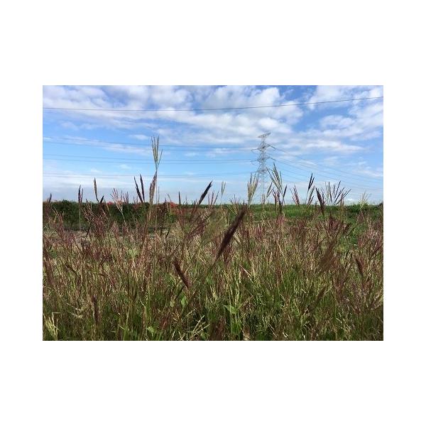 ※2025秋冬採種したて（2026春蒔き用）の新物です。※郵便配達に日数を要しますので、種まきまでの日数に１週間程度余裕をもってご注文ください。発送は最速を尽くしますが、土日祝日は郵便が休配になります。---当農園の小鮒草の種は全て茨城県で...