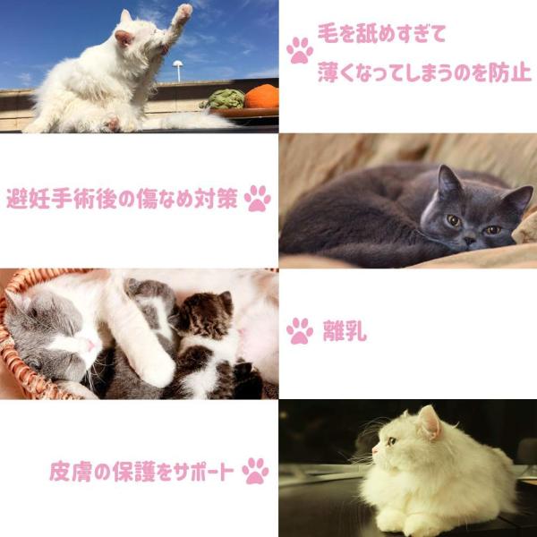 Kukaster Pet 猫 小型犬 服 術後服 術後ウェア 術後カバー服 保護服 雌 避妊 離乳 傷口保護 皮膚病 通気 夏用 M ブ Prettyfunnyballoons Com