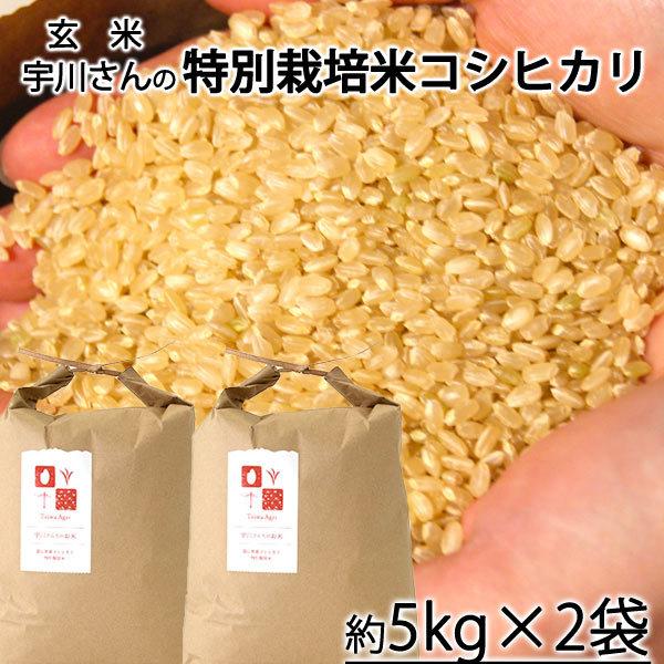 令和7年　栃木県産減農薬栽培コシヒカリ20キロ 令和7年産】栃木県産 コシヒカリ とちほのか (5kg): とちぎ新鮮倉庫