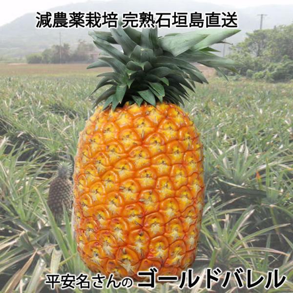 平安名さんのゴールドバレル　減農薬栽培　石垣島産　１玉　1.7〜2.1kg　＊常温便 ＊産地直送 ＊代引き不可 ＊送料込