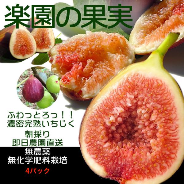 完熟極甘いちじく「ドーフィン種」無農薬無化学肥料栽培 生果実 (4パック・16個〜24個) 送料無料 :fig10004:有機自然農園アイビィファーム 通販 いちじく 家庭栽培 無農薬 15個