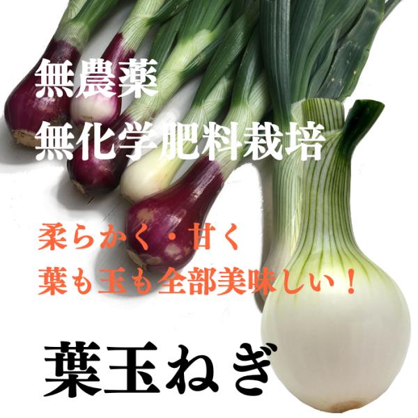 葉玉ねぎ 約2kg 無農薬 有機栽培 Pyhcjhqgaj 有機自然農園アイビィファーム 通販 Yahoo ショッピング