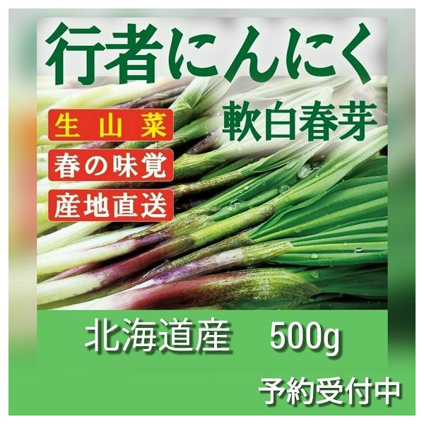 行者にんにく 春芽 北海道産 500g 天ぷら醤油漬け餃子に最高 生山菜