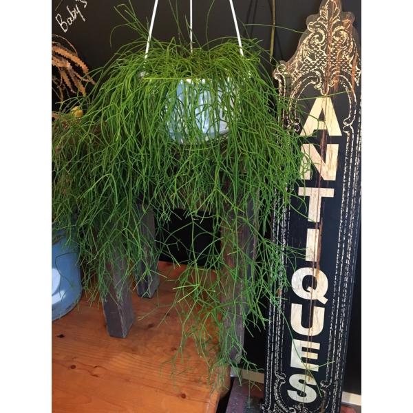 リプサリスカスッサ ハンギングポット Lb0003 Iwaigreen 通販 Yahoo ショッピング