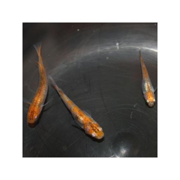 めだか 錦メダカ ブチメダカ ５匹 Buyee Buyee 日本の通販商品 オークションの代理入札 代理購入