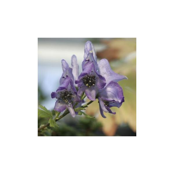 雲南トリカブト Buyee Buyee 日本の通販商品 オークションの代理入札 代理購入