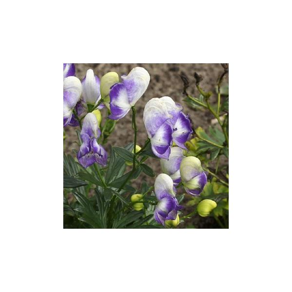 アコニタム Br バイカラー Br 4寸ポット苗 Buyee Buyee Japanischer Proxy Service Kaufen Sie Aus Japan