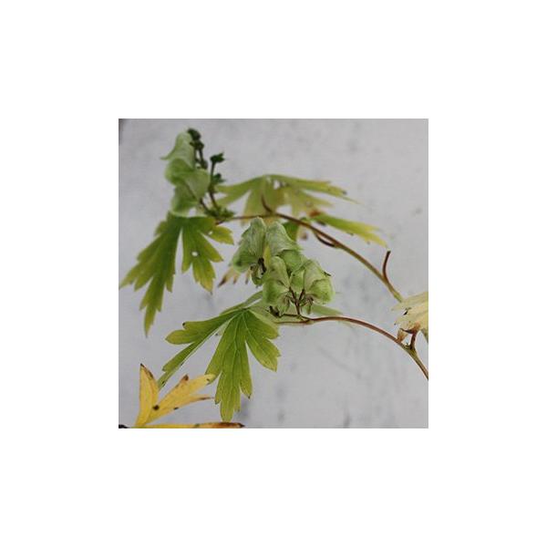 緑花トリカブト