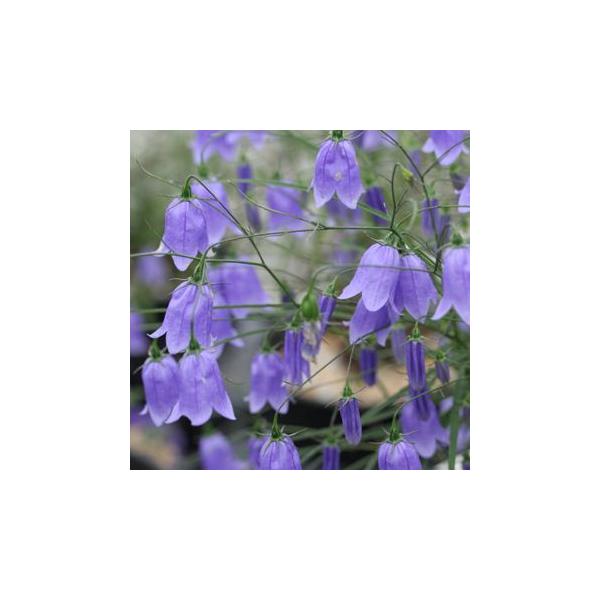 「岩沙参（いわしゃじん）」は、秋の山野草を代表する花で、風に揺れる姿がとても趣き深い花です。鉢植えや、寄せ植え、ロックガーデンに最適です。本州中部〜東海地方の山地の沢や渓谷の岩場に自生します。