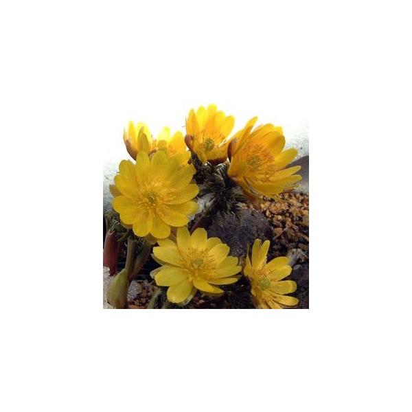 福寿草は日本各地に分布し、春早くに花をつけるので、春を祝う花として昔から育てられてきました。新年のお祝いの寄せ植えや、春一番のシェードガーデン用におすすめです。