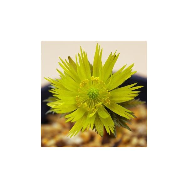 福寿草 「金采」 : 岩崎園芸ネットストア Yahoo店 - 通販 - Yahoo