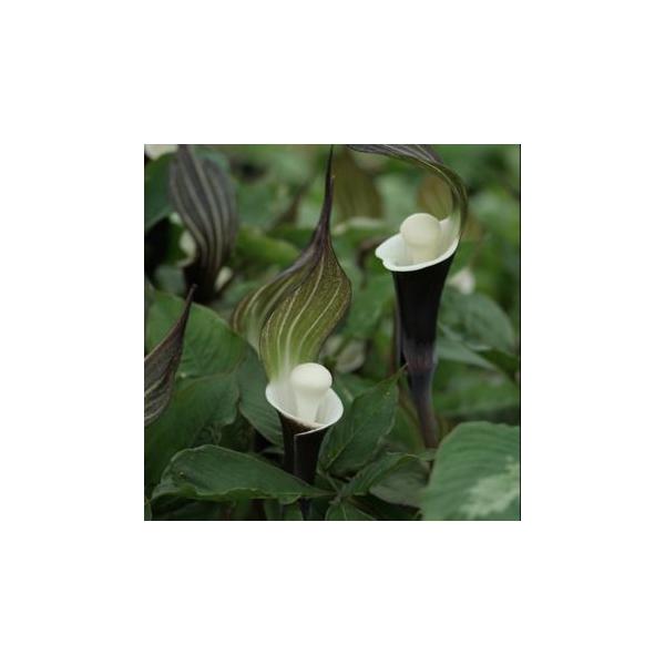 仏炎苞と呼ばれる花を開花させると、中から白い餅のようなもの（付属体）が出てきます。その形を餅に見立て、「雪餅草（ゆきもちそう）」と名づけられました。静岡県南部以西〜四国、九州南部に分布があります。