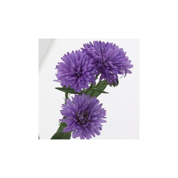 クジャクアスターは北米原産の友禅菊の園芸品種です。鮮やかな青色に八重咲きの美しい菊です。丈夫で育てやすくお庭はもちろん、切り花としてもお楽しみいただけます。