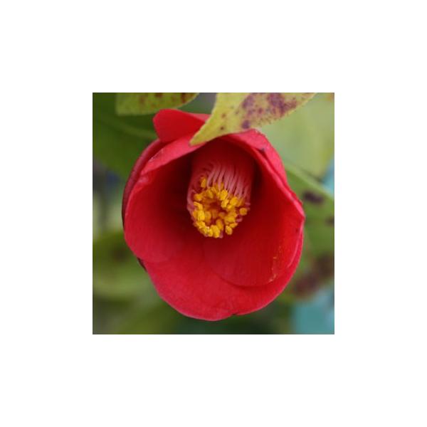 ツバキ 赤西王母 3寸苗 Buyee Buyee Japanese Proxy Service Buy From Japan Bot Online