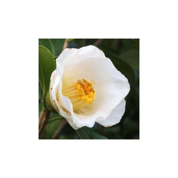 ツバキ 初嵐 4寸苗 Buyee Buyee Japanese Proxy Service Buy From Japan Bot Online