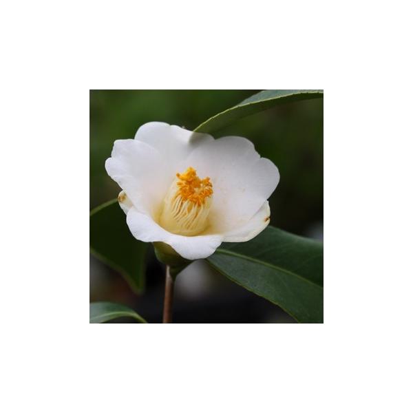 ツバキ 「花仙山」 3〜3.5寸苗