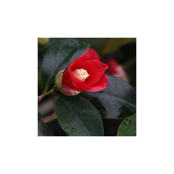 「黒侘助（くろわびすけ）」は暗紅色の光沢のある花を咲かせる品種で、「永楽（えいらく）」の別名があります。ヤブツバキ系。侘芯ではないのですが「侘び助」の名がついています。一重、筒咲きの小〜中輪花。学名 -分類 ツバキ科ツバキ属開花期　3〜4月...