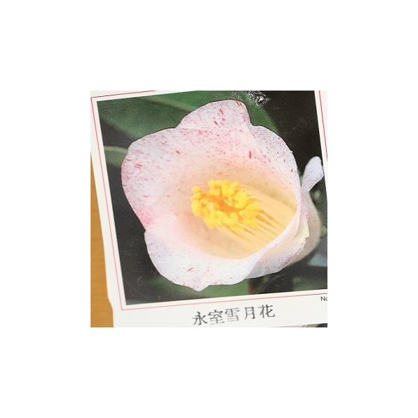 ツバキ「氷室雪月花」3〜3.5寸苗 : 岩崎園芸ネットストア Yahoo店