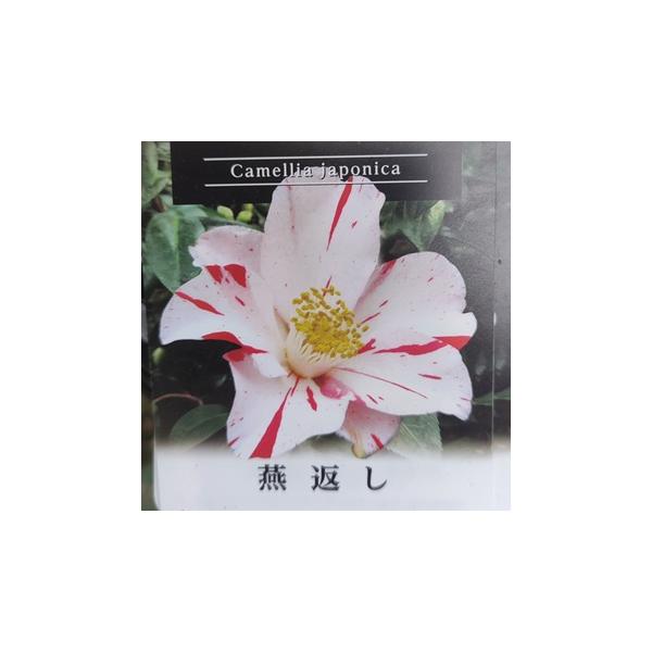 ツバキ「燕返し」3〜3.5寸苗 | 岩崎園芸ネットストア Yahoo店 | SitePromo