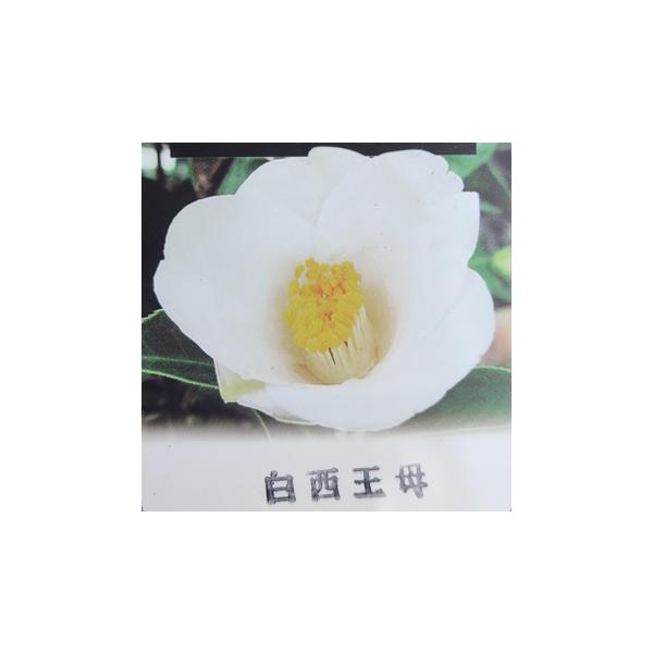 「白西王母（シロセイオウボ）」は、西王母の実生から発生した白花品種です。開花が早いので、炉開きの頃に使われます。小〜中輪で一重、筒咲きです。■商品詳細学名 ‐分類 ツバキ科ツバキ属開花期　10〜3月高さ お届け時：30〜40cm耐寒性　耐寒...