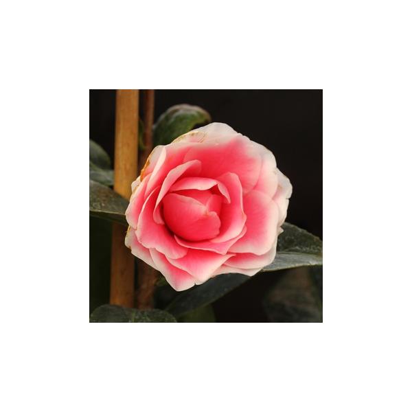 「まほろば」は、「紅羽衣（べにはごろも）」と「越天楽（えてんらく）」を交配した椿。桃色地に白覆輪の大輪千重咲き品種。■商品詳細学名  Camellia japonica 分類 ツバキ科ツバキ属開花期　2〜4月高さ お届け時：20〜30cm耐...